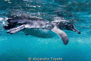 Pinguin on the surface,Galapagos Ecuador by Alejandro Topete 